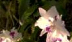 Taman di Pesisiran, Kebun Bunga Lankester Costa Rica meterai MOU bagi kajian bunga orkid
