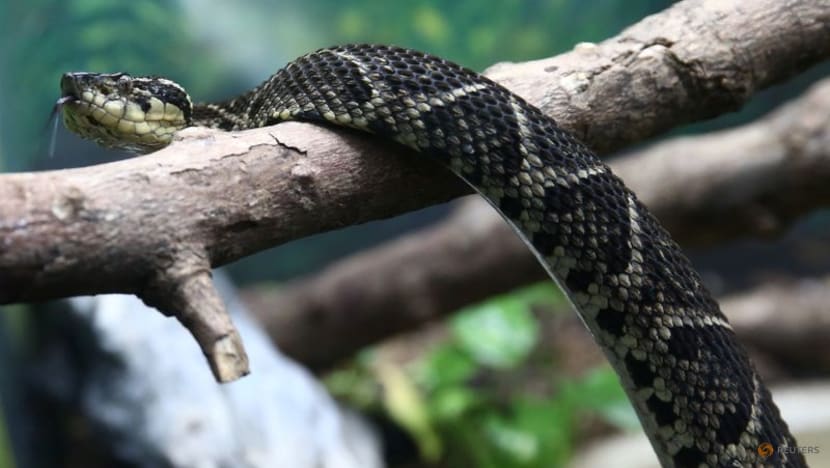 Brazilian viper venom may become tool in fight against COVID-19, study shows Brazilian viper venom may become tool in fight against COVID-19, study shows