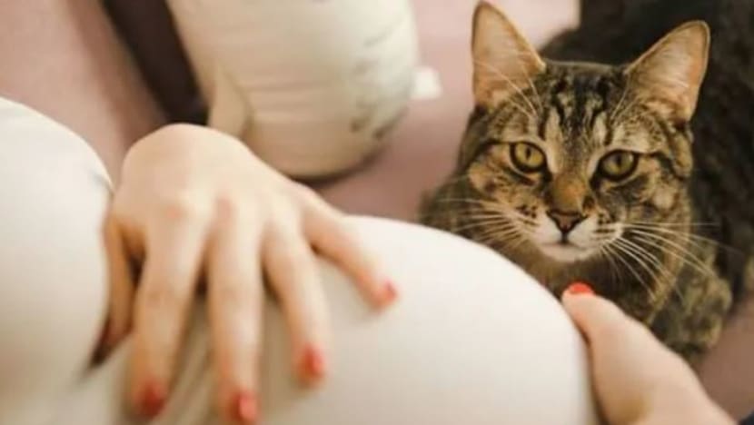 Miliki kucing semasa hamil mungkin sebabkan kemurungan selepas bersalin?