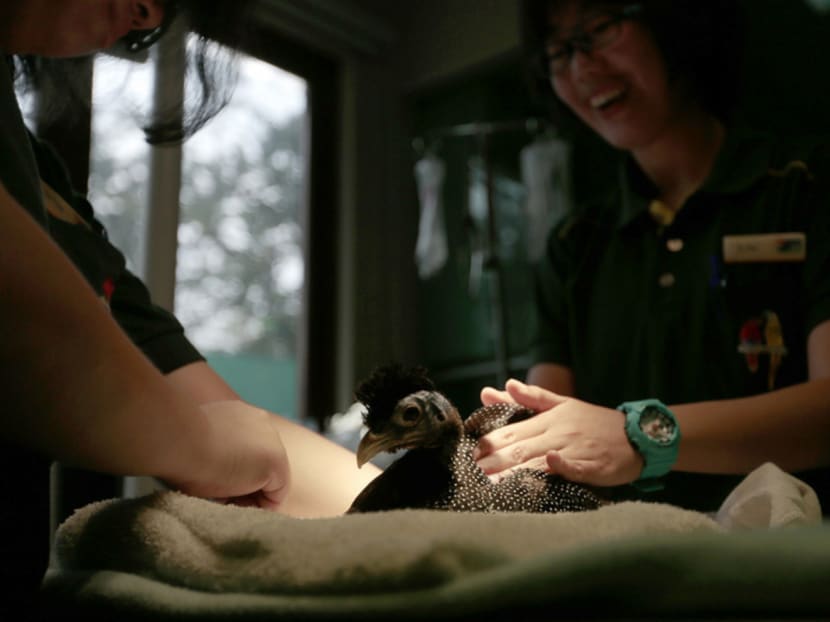 Veterinarian Dr Neo Pei Ci massaging a Crested Guineafowl after giving it acupuncture at Jurong Bird Park. Photo: Jason Quah
