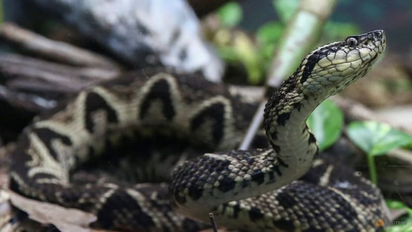 Brazilian viper venom may become tool in fight against COVID-19, study shows