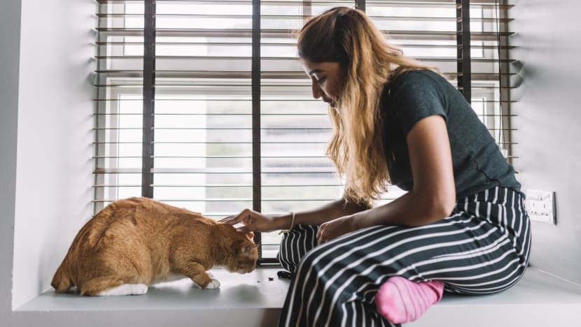 AVS seeking views on feline welfare framework, including pet cat ownership in HDB flats AVS seeking views on feline welfare framework, including pet cat ownership in HDB flats