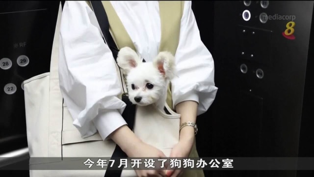 让职员和宠物狗不必面对分离焦虑 日本公司允许员工带狗上班