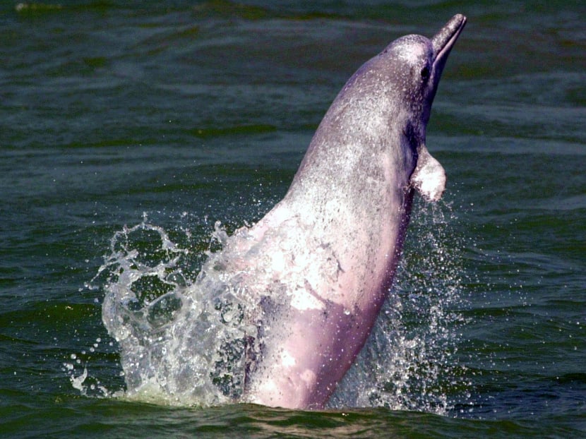 An Indo-Pacific humpback dolphin. Photo: AP