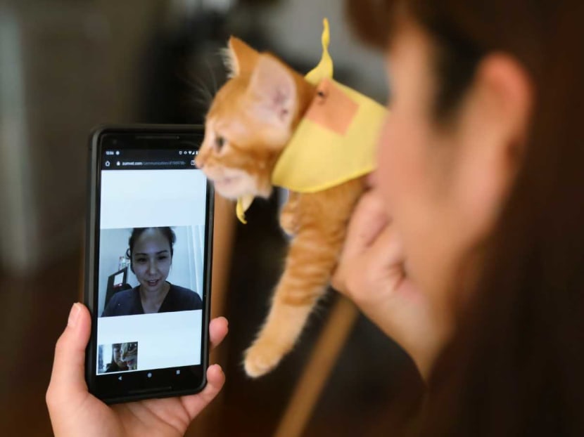 A kitten being remotely examined by veterinarian Michelle Loh during a video consultation.