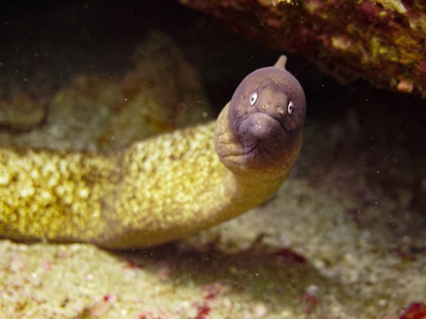 Global Times reported that the man was encouraged to try the treatment from folklore that said eel could help in bowel movement. Global Times reported that the man was encouraged to try the treatment from folklore that said eel could help in bowel movement.