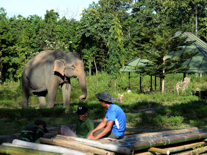 Survival of the unfittest: Vietnam’s disappearing elephants