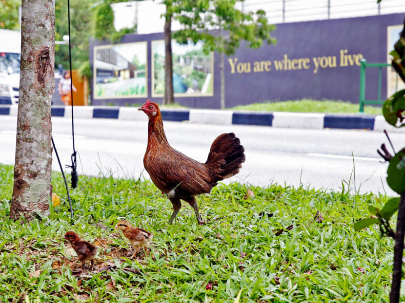 Hen and chicks are seen at the greenery area beside Block 452 Sin Ming Avenue on 1 February 2017.  TODAY file photo