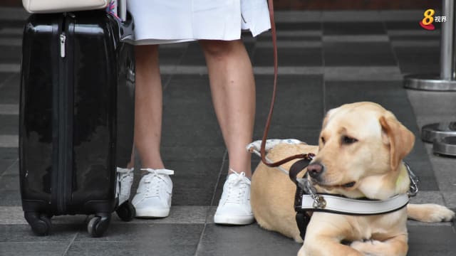 理解问答：带导盲犬搭私召车五成几率会被拒载