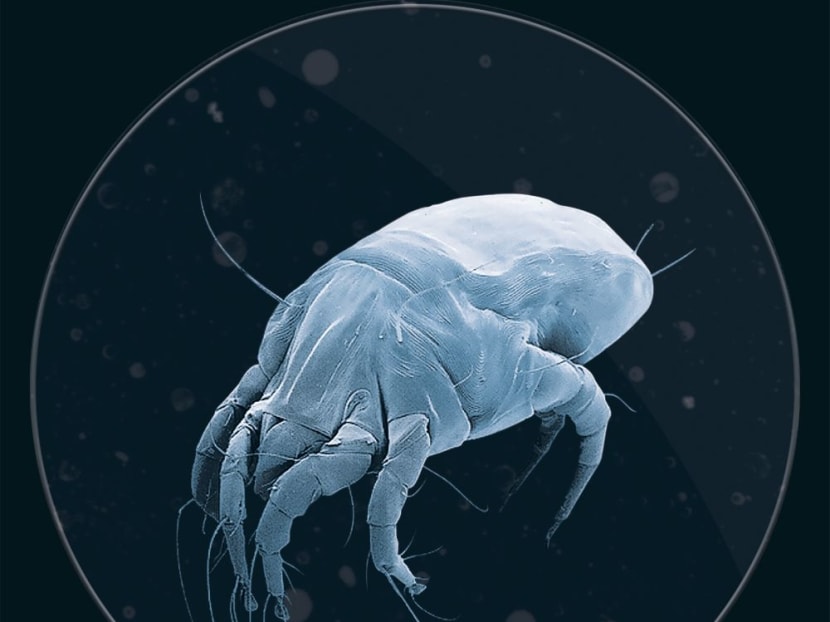 A dust mite. Photo: Dyson A dust mite. Photo: Dyson