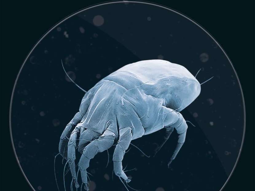 A dust mite. Photo: Dyson