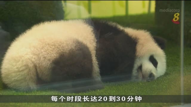 大熊猫宝宝叻叻今起与公众见面 河川生态园迎来大批访客