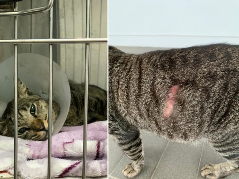 Several cats were found with slash wounds in the Ang Mo Kio area in April. Several cats were found with slash wounds in the Ang Mo Kio area in April.