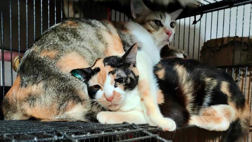 Sekitar 70 daripada lebih 90 kucing di flat 3 bilik ini berjaya 