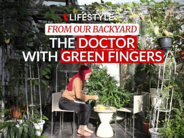 From garden to table: Lemak pea eggplant with moringa leaves from a doctor’s garden | CNA Lifestyle