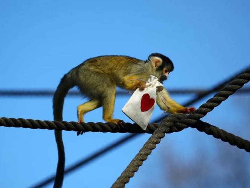 Mealworm Valentine treats charm London Zoo's squirrel monkeys Mealworm Valentine treats charm London Zoo's squirrel monkeys