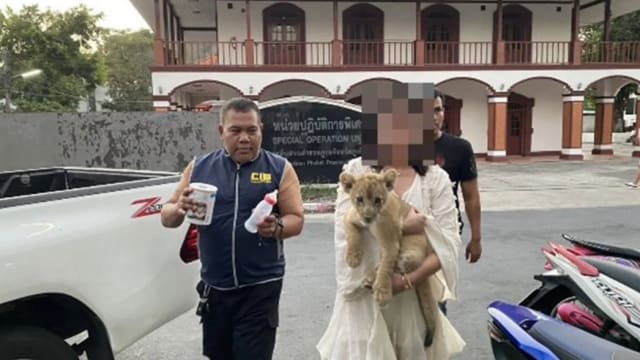 在普吉岛酒店客房养狮子 中国女子被逮捕