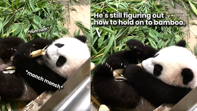 快六个月大 大熊猫宝宝叻叻开始啃竹子