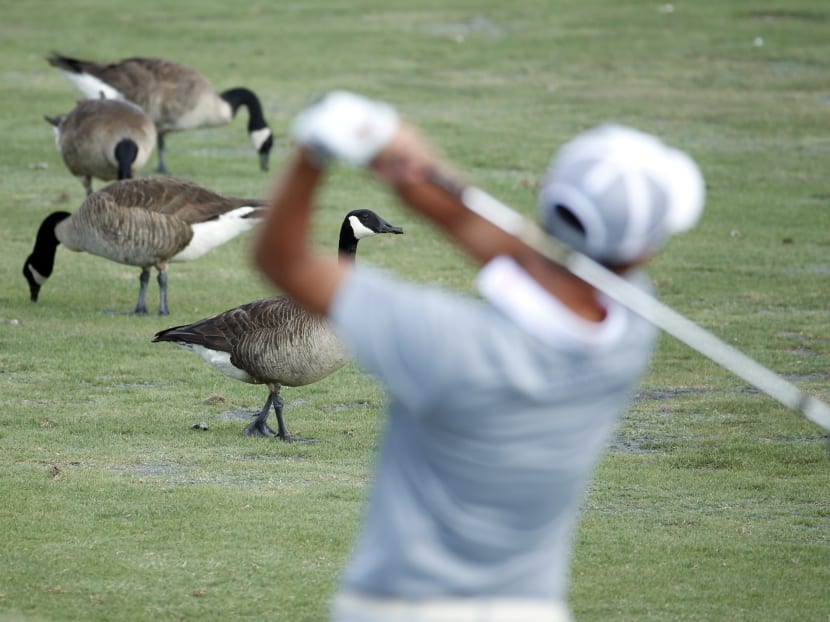 Free-roaming animals such as geese are just some of the wildlife that players on the European Tour can encounter at the Nedbank Golf Challenge at the Gary Player Golf Course in South Africa.