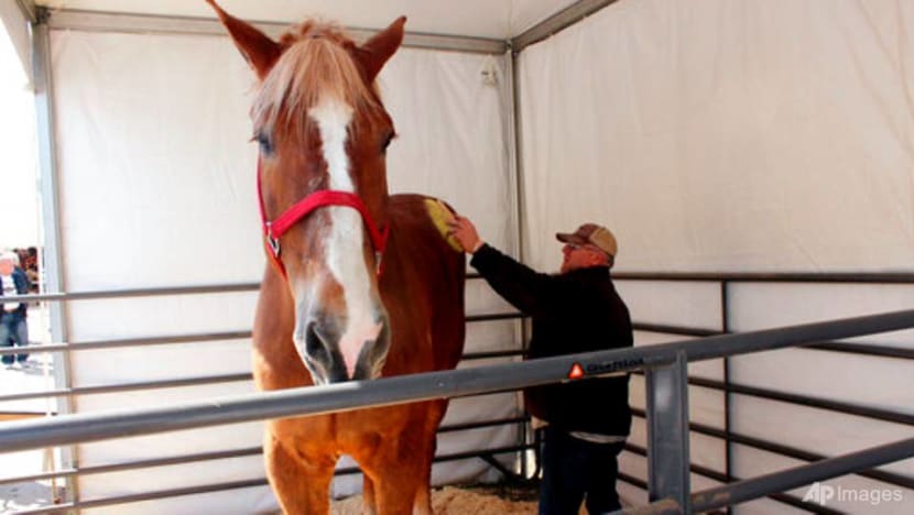 World's tallest horse, Big Jake, dies in Wisconsin at age 20 World's tallest horse, Big Jake, dies in Wisconsin at age 20