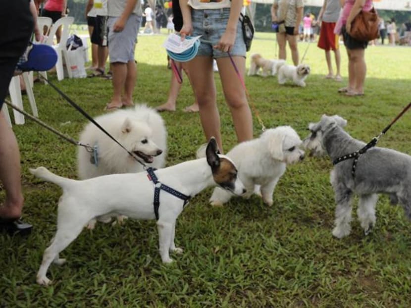 Are your pets at risk of COVID-19, and what should you do if you suspect they are infected? Are your pets at risk of COVID-19, and what should you do if you suspect they are infected?
