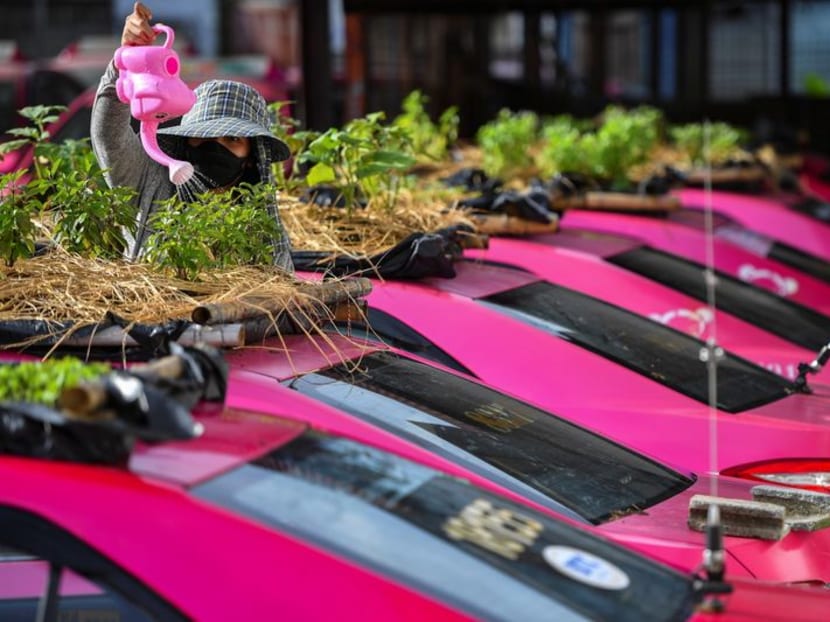 Green-thumbed Thai cabbies turn taxis into gardens amid COVID-19 crunch Green-thumbed Thai cabbies turn taxis into gardens amid COVID-19 crunch