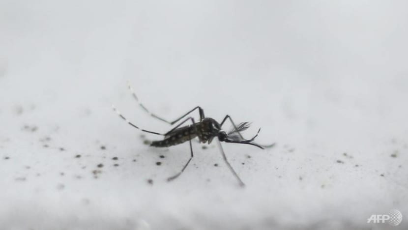 4 more die of dengue, 9 deaths in total in 2019: MOH, NEA 4 more die of dengue, 9 deaths in total in 2019: MOH, NEA
