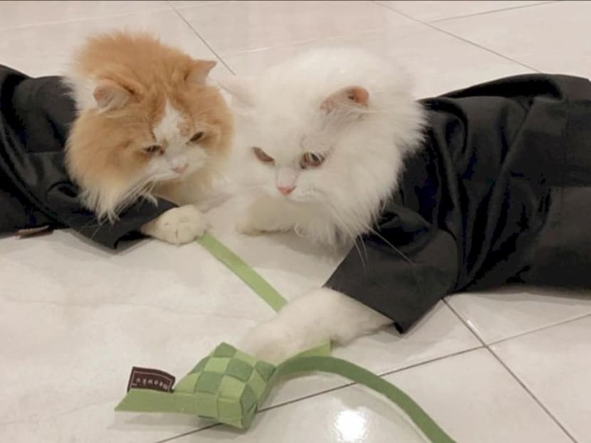 The are divided into two categories: Ready-made clothes for cats that weigh between two kilogrammes to nine kilogrammes, while custom-made clothes are for cats weighing more than 10 kilogrammes.