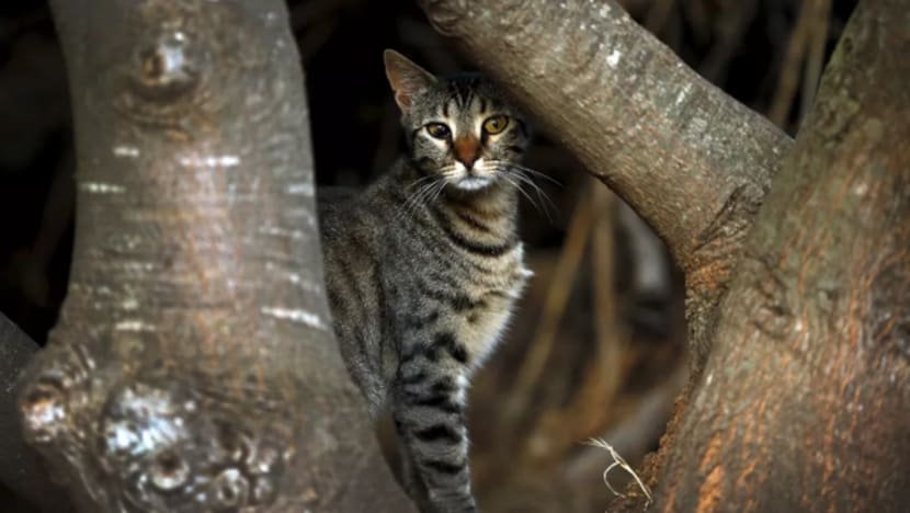 Bandar di New Zealand mungkin haramkan kucing bagi lindungi hidupan liar asli