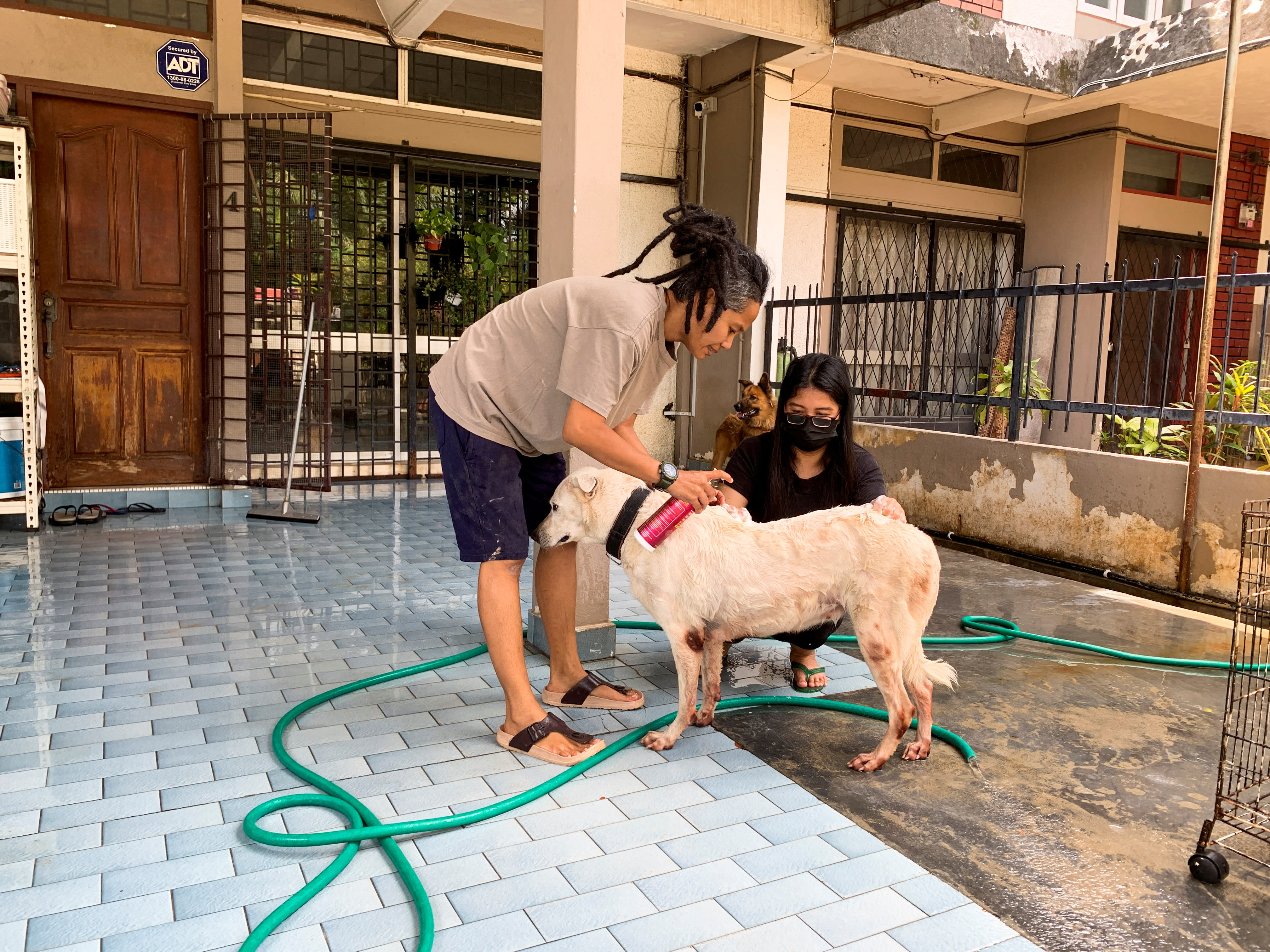 Malaysian shelter rescues 120 cats and dogs from floods