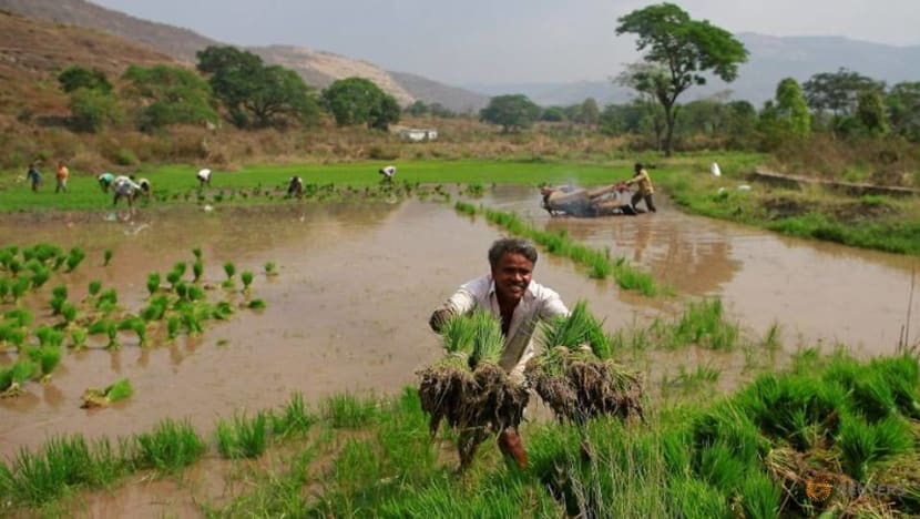 India raises local rice purchase price amid farmer protests