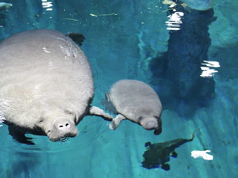 A date in the 'wild': Sleep with the manatees and breakfast with orangutans A date in the 'wild': Sleep with the manatees and breakfast with orangutans