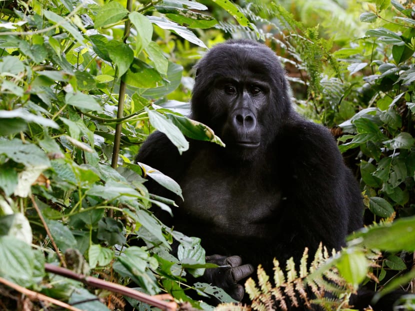 The total population of mountain gorillas worldwide is estimated at 880, half of which are to be found in Uganda's Bwindi forest. Photo: Reuters