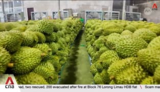 Why aren't Vietnamese durian farmers happy even though demand from China keeps rising?