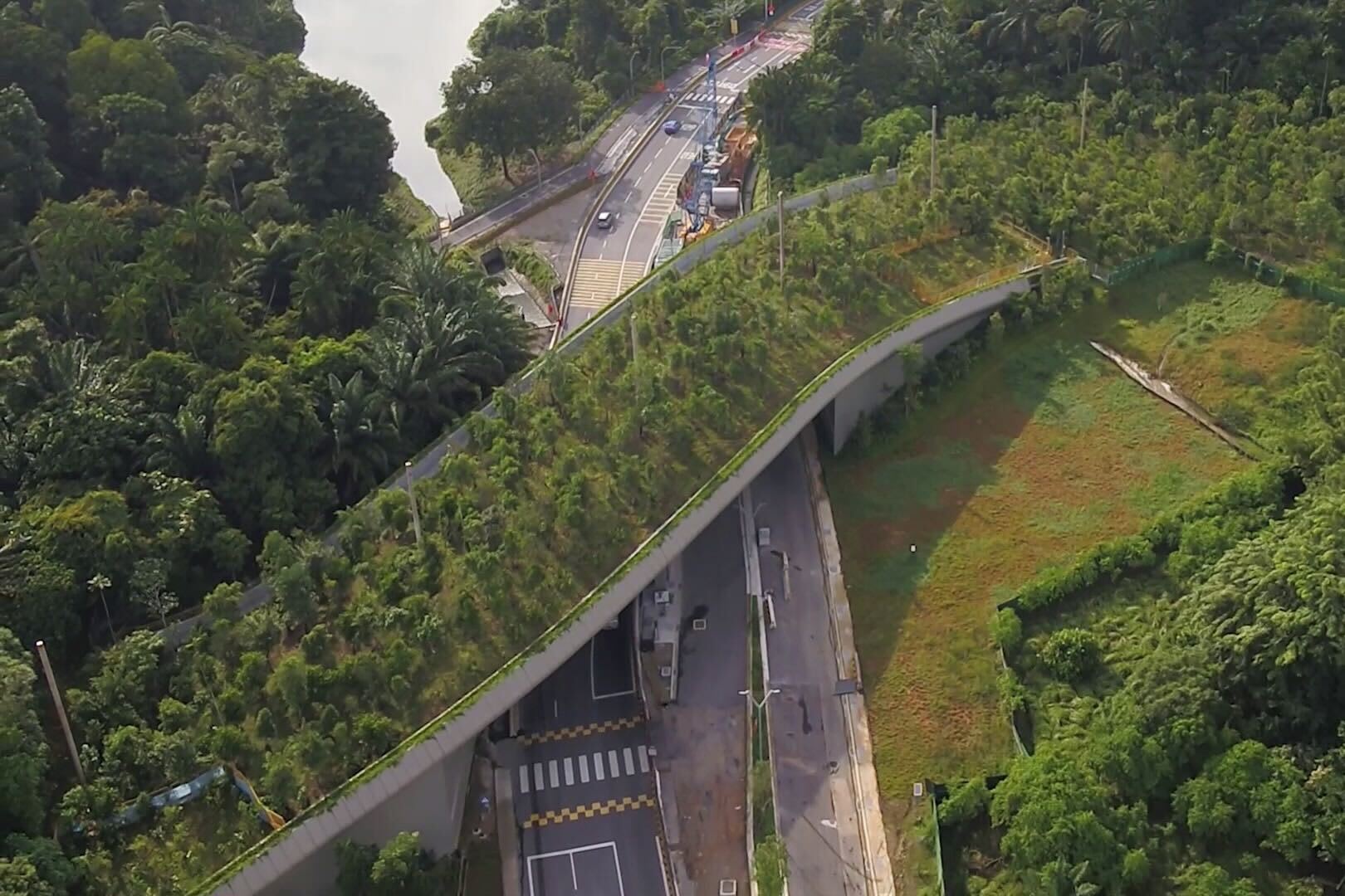 The Big Read: Saving Singapore’s endangered species, one 'animal bridge' at a time