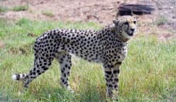 India sambut kelahiran empat anak cheetah lebih 70 tahun selepas diisytihar pupus