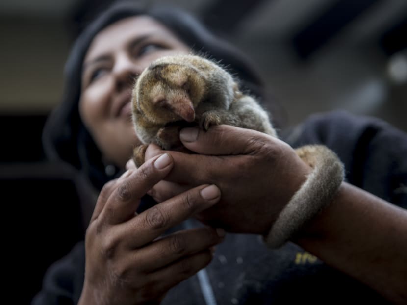 A pygmy anteater (Cyclopes didactylus), known as a silky anteater, is seen at the Huachipa Zoo in Lima, Peru. Poto: AFP