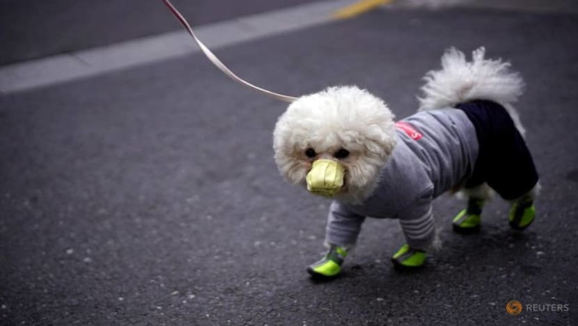 Commentary: How did a dog catch COVID-19? Until we know more, pet owners should take preventive steps Commentary: How did a dog catch COVID-19? Until we know more, pet owners should take preventive steps