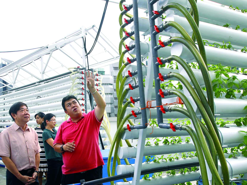 S’pore’s 1st rooftop farm aims to supply produce to F&B outlets