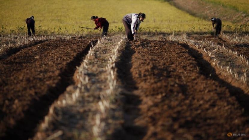 North Korea mobilises office workers to fight drought amid food shortages