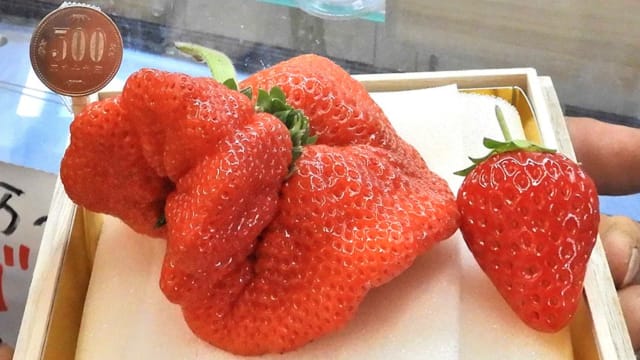 日本165克巨型草莓 一颗竟要910元！