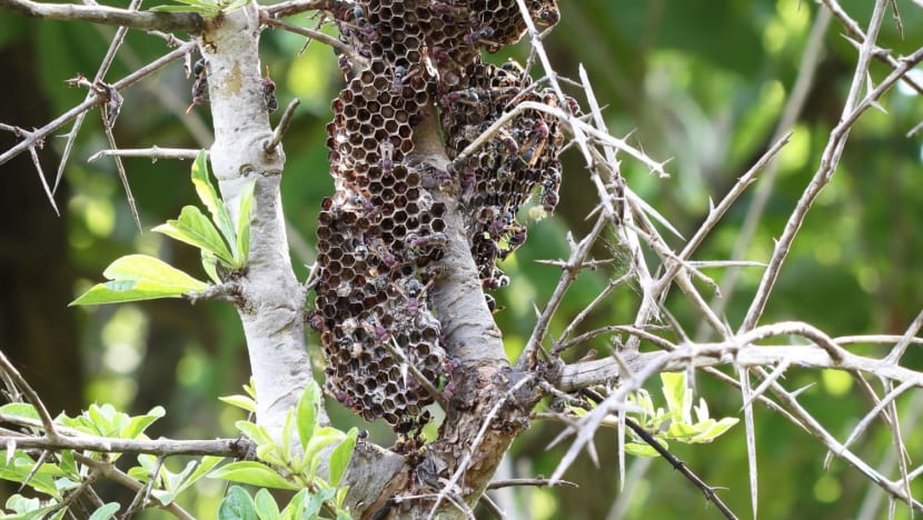 20240324 istock wasp nest