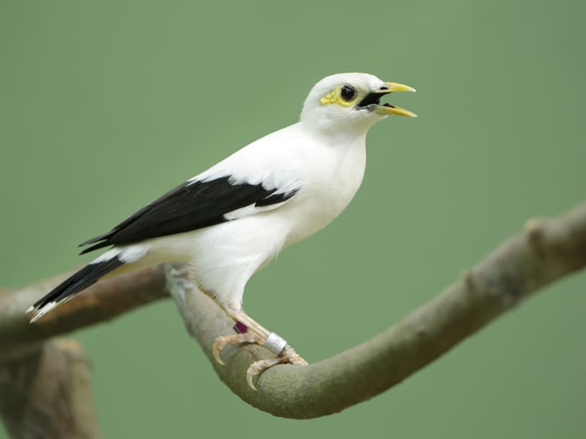 Gallery: Rare Asian birds at Jurong Bird Park’s Wings of Asia aviary