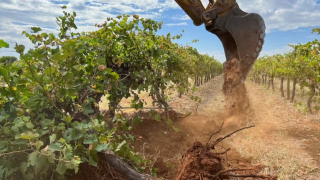 产量过剩价格大跌 澳洲园主被逼销毁大量葡萄 
