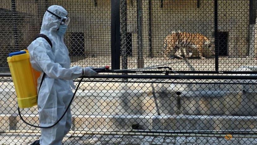 Social distancing for India zoo's tigers over COVID-19 fears