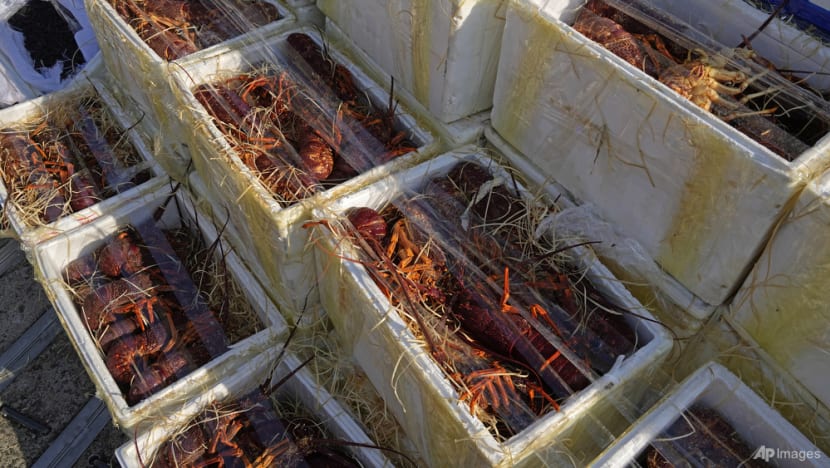 Hong Kong customs seize smuggled lobsters amid Australia ban