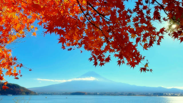 美成这样，像画吗？日本最强秋天景色河口湖赏枫攻略！