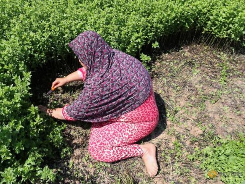 From farm to face, Gaza women create cosmetics from local herbs From farm to face, Gaza women create cosmetics from local herbs