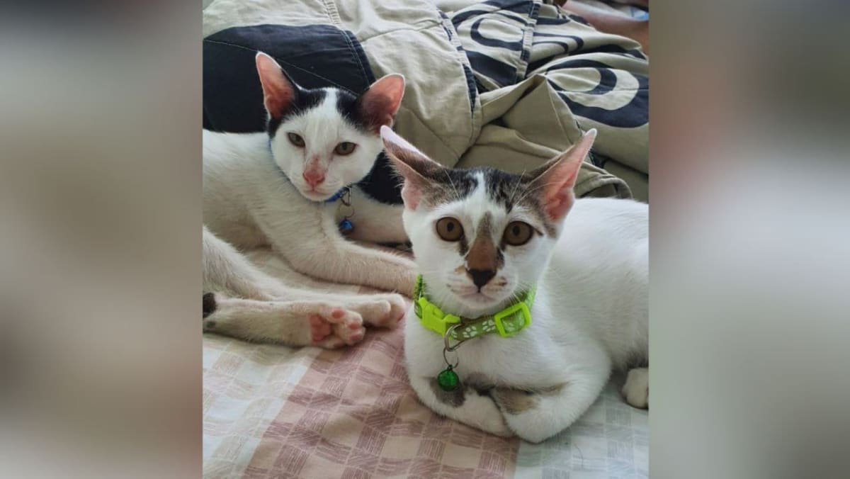 Woman Fined For Abandoning Two Kittens Weeks After Adopting Them As They Stressed Her Out Cna