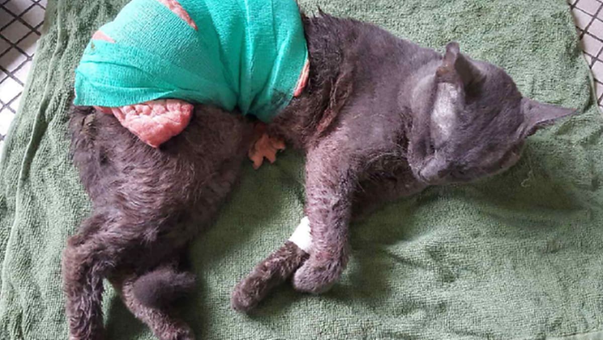 7 Years Preventive Detention For Man Who Killed Neighbour S Cat Today